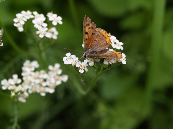 Lycaena phlaeas, Polyommatus icarus,  Leptotes pirithous